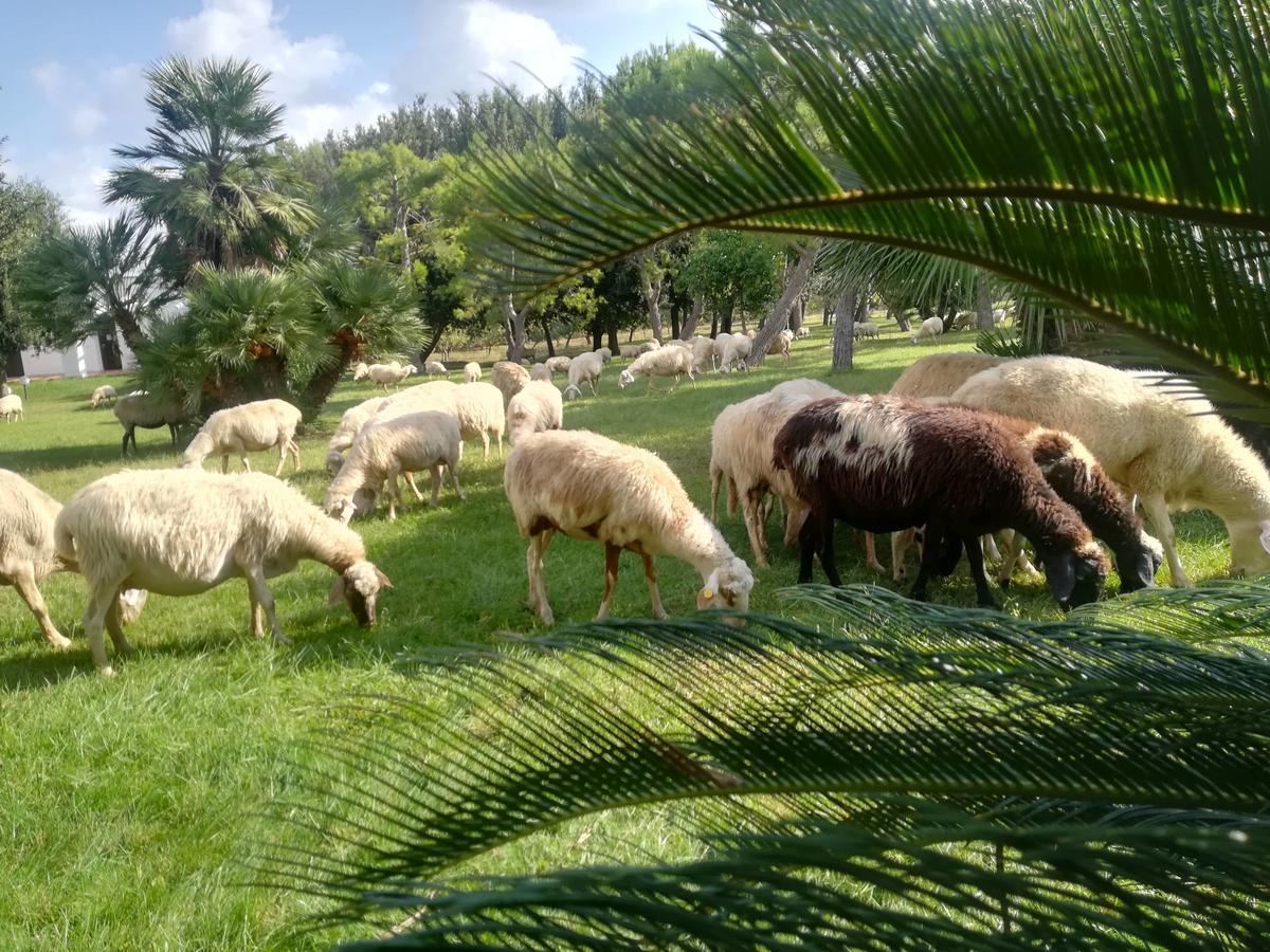 סן פנקרציו סלנטינו Agriturismo Torrevecchia מראה חיצוני תמונה