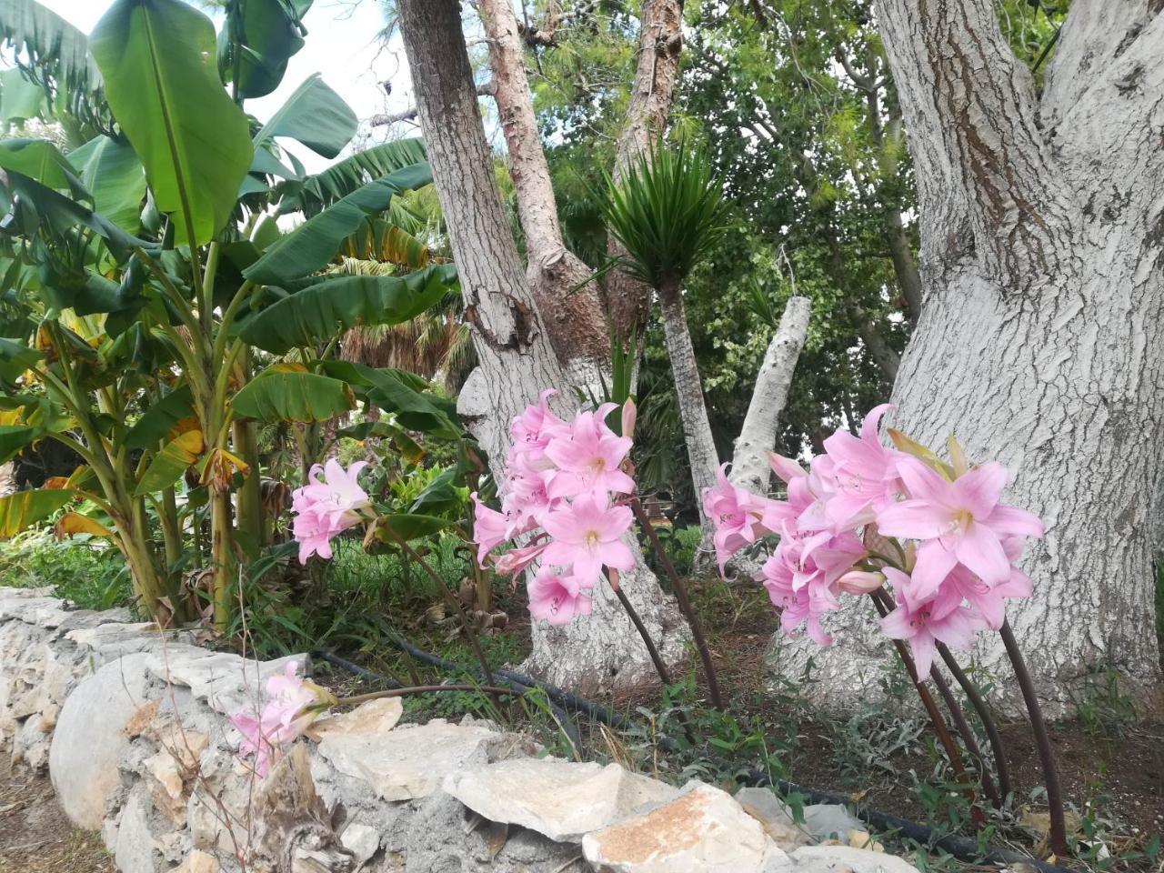 סן פנקרציו סלנטינו Agriturismo Torrevecchia מראה חיצוני תמונה