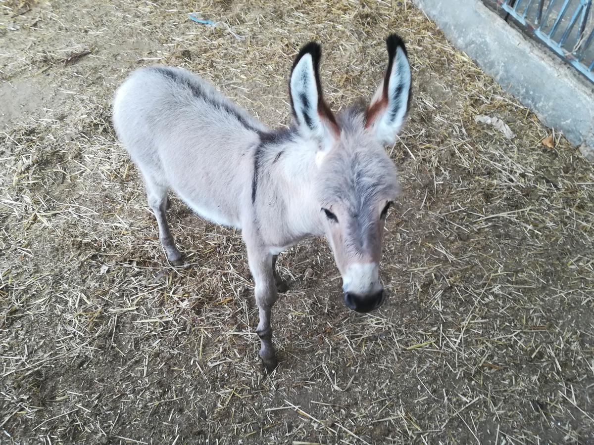 סן פנקרציו סלנטינו Agriturismo Torrevecchia מראה חיצוני תמונה