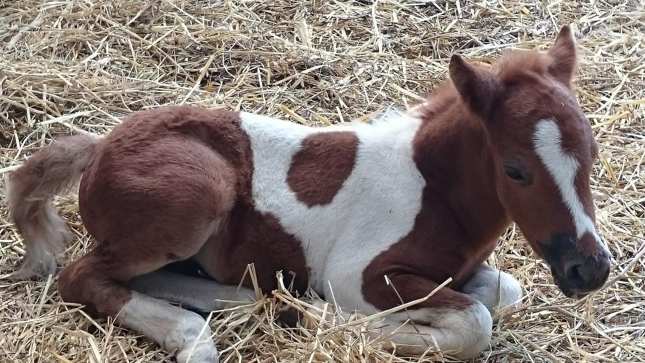 סן פנקרציו סלנטינו Agriturismo Torrevecchia מראה חיצוני תמונה