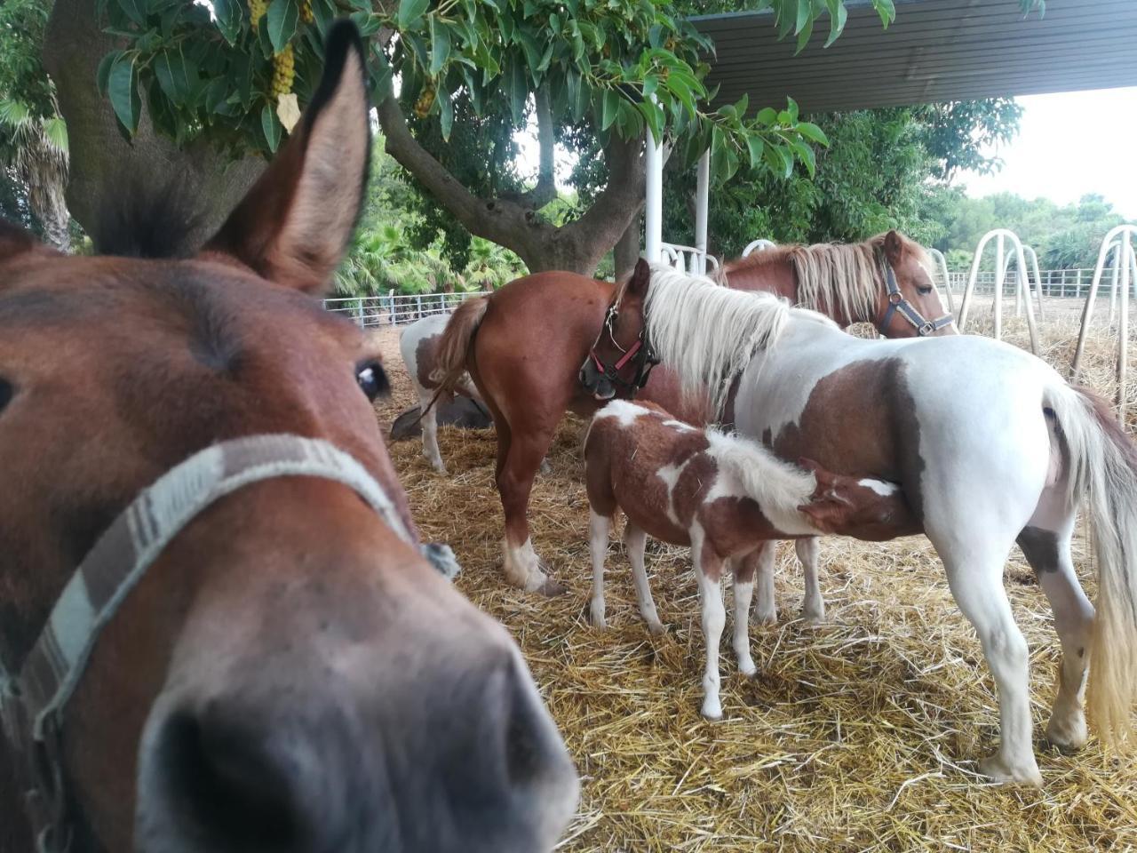 סן פנקרציו סלנטינו Agriturismo Torrevecchia מראה חיצוני תמונה