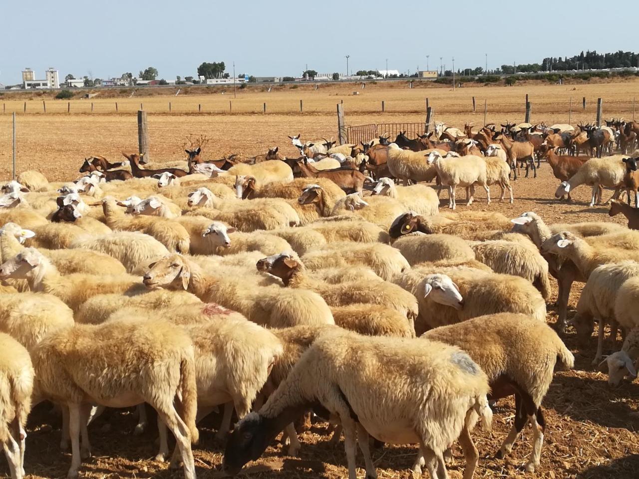 סן פנקרציו סלנטינו Agriturismo Torrevecchia מראה חיצוני תמונה